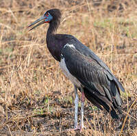 Cigogne d'Abdim