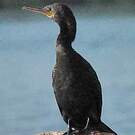 Cormoran à cou brun