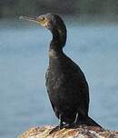 Cormoran à cou brun