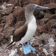 Fou à pieds bleus