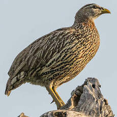 Francolin à double éperon