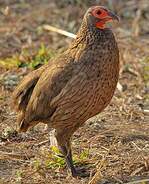 Francolin de Swainson