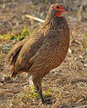 Francolin de Swainson