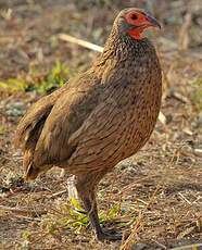 Francolin de Swainson