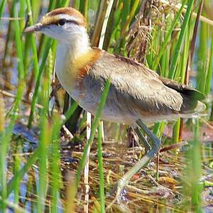 Jacana nain