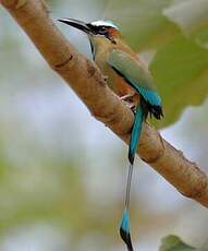 Motmot à sourcils bleus