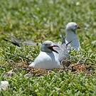Mouette à tête grise