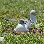 Mouette à tête grise