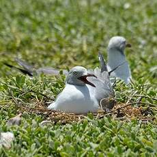 Mouette à tête grise