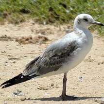 Mouette à tête grise