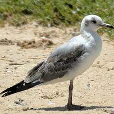 Mouette à tête grise