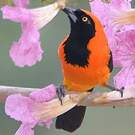 Oriole à dos orange