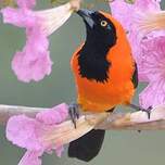 Oriole à dos orange