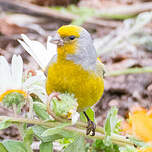 Serin du Cap