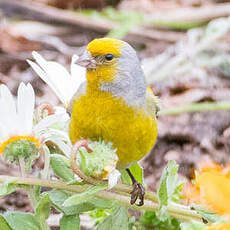 Serin du Cap