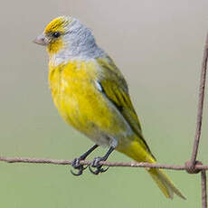 Serin du Cap