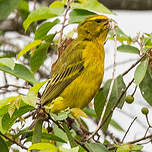 Serin soufré