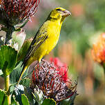 Serin soufré