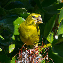 Serin soufré