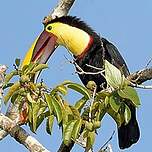 Toucan tocard