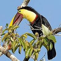 Toucan tocard