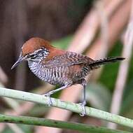 Troglodyte des ruisseaux Cantorchilus semibadius