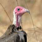 Vautour charognard