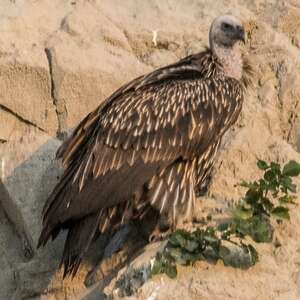 Vautour de l'Himalaya