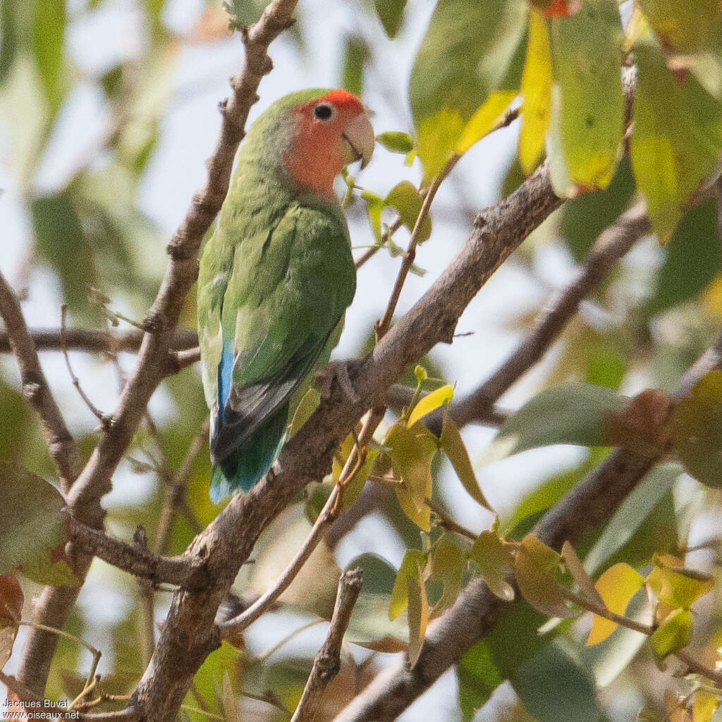 Rosy-faced Lovebirdadult, habitat, aspect, pigmentation