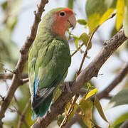 Rosy-faced Lovebird