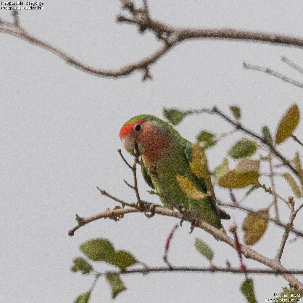 Rosy-faced Lovebirdadult, close-up portrait, aspect, pigmentation, eats