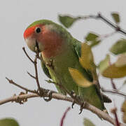 Rosy-faced Lovebird