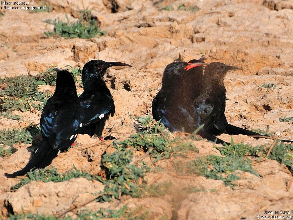 Green Wood Hoopoe