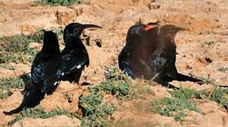 Green Wood Hoopoe