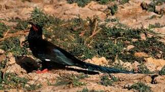 Green Wood Hoopoe