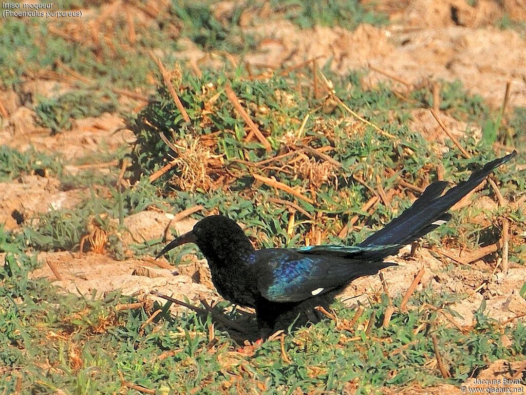 Green Wood Hoopoesubadult transition