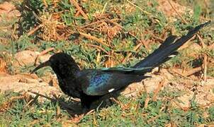 Green Wood Hoopoe