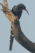 Green Wood Hoopoe