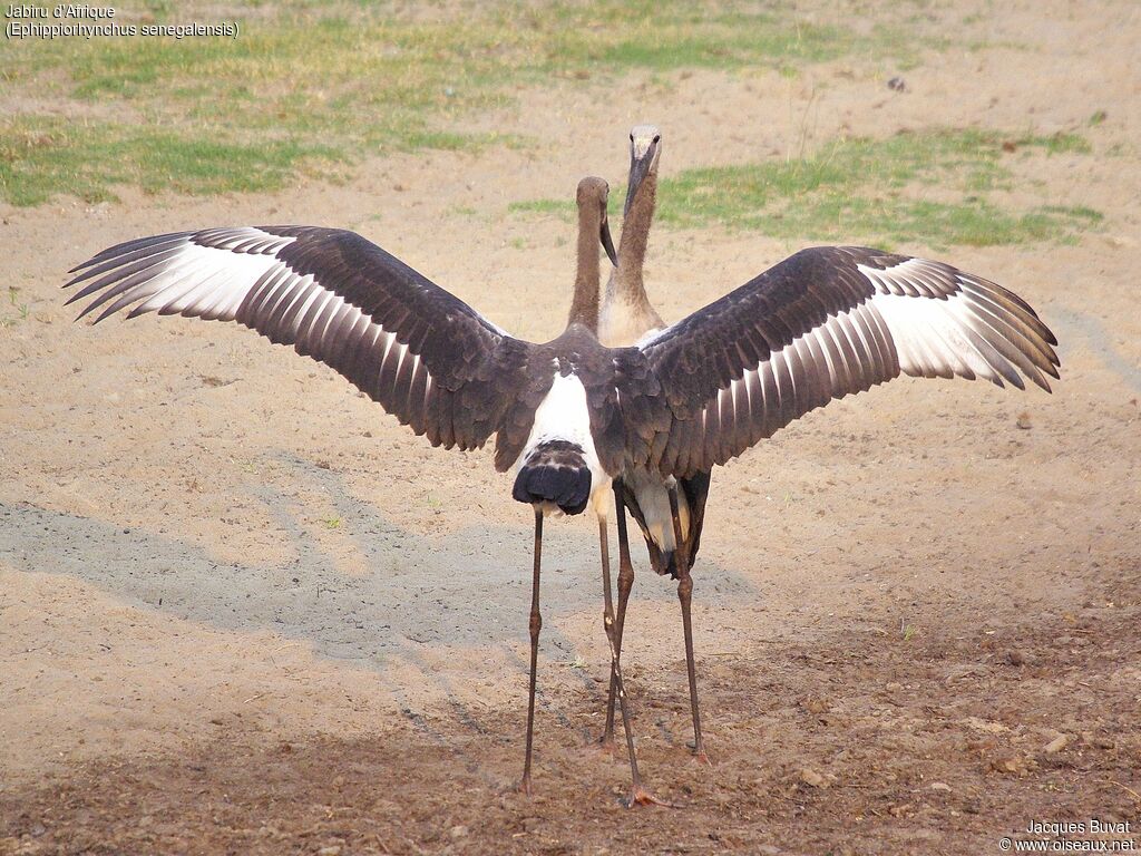 Jabiru d'Afrique femelle juvénile, composition, pigmentation, Comportement