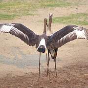 Saddle-billed Stork