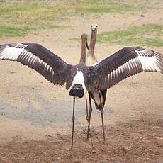 Jabiru d'Afrique