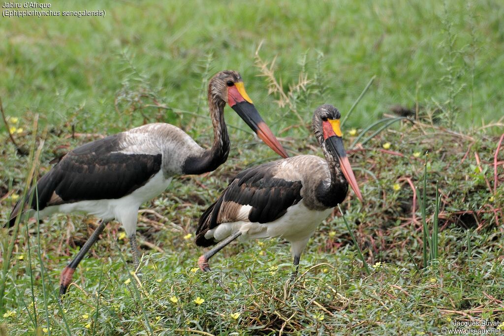 Saddle-billed Stork female immature, identification, aspect, pigmentation, walking