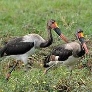 Saddle-billed Stork