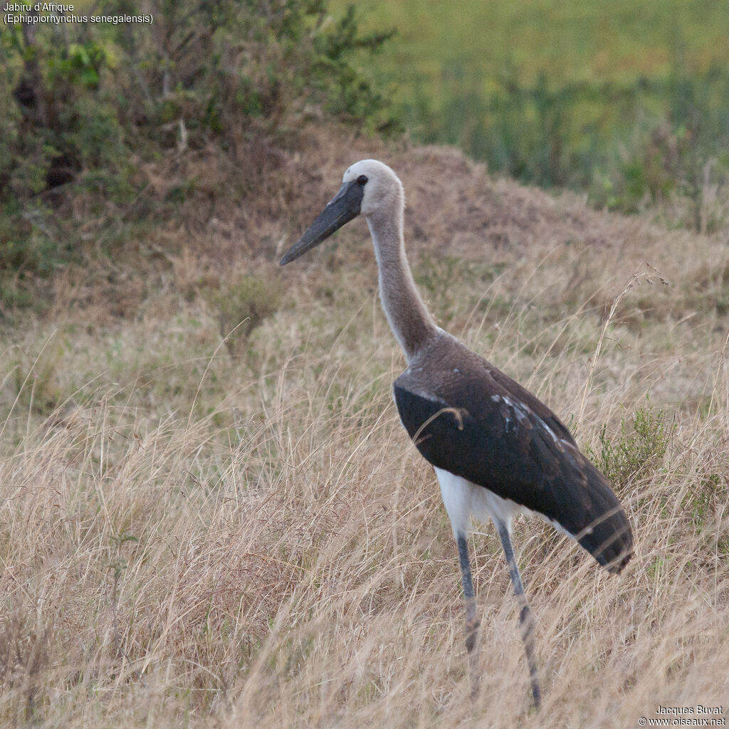 Jabiru d'Afriquejuvénile, identification, composition, pigmentation, marche