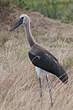 Jabiru d'Afrique