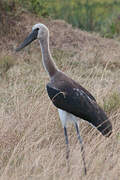 Saddle-billed Stork