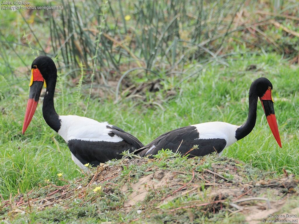 Jabiru d'Afrique adulte