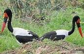 Jabiru d'Afrique