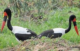 Saddle-billed Stork