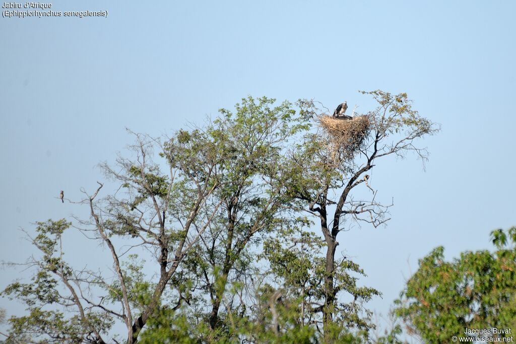 Saddle-billed StorkFirst year, identification, Reproduction-nesting